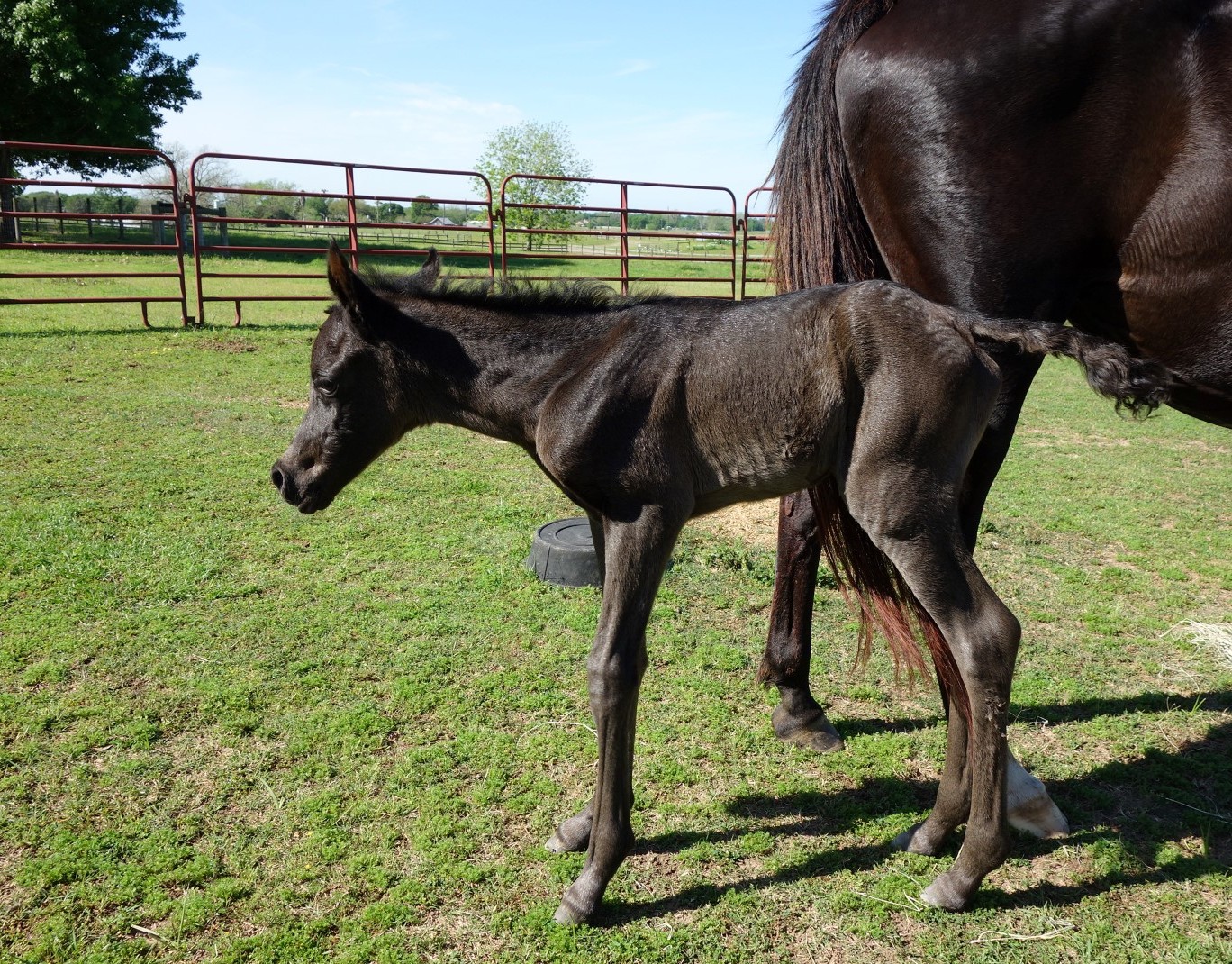 Black Arabian Foals for Sale Black Arabian Horse Sale
